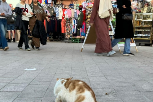 34e13f99-9b6f-40ba-a28f-ef1cf629283e