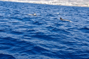 89a6e041-92ff-4c1f-84cb-fa8a00224ba9