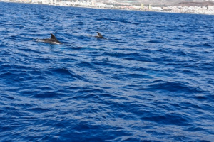 97347e9a-846e-4662-b93f-f488503a1cc5